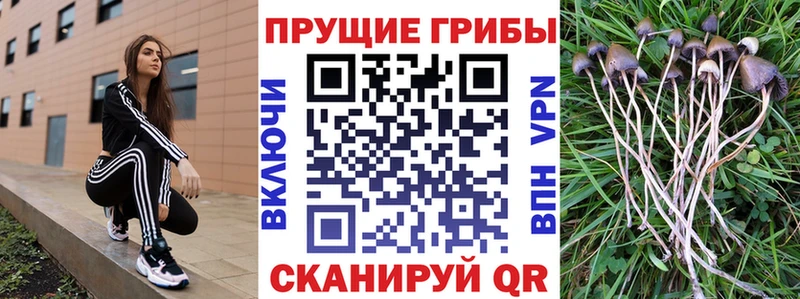 Галлюциногенные грибы Psilocybe  Краснодар 